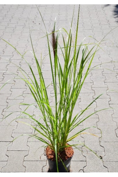 Пеннісетум масайський Ред Хед  контейнер